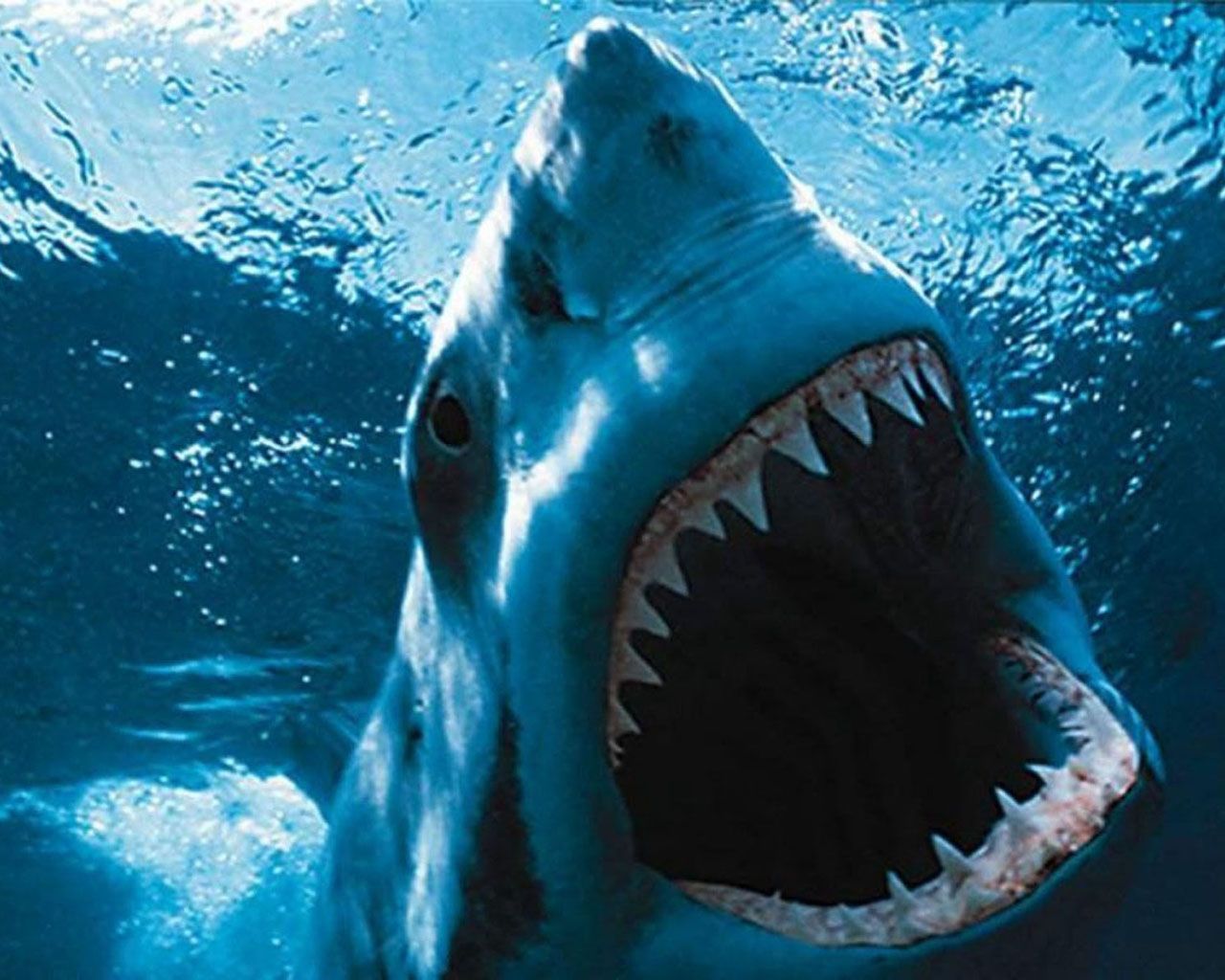 Shark Night 3D Movie 1280x1024 Wallpapers, 1280x1024 Wallpapers ...