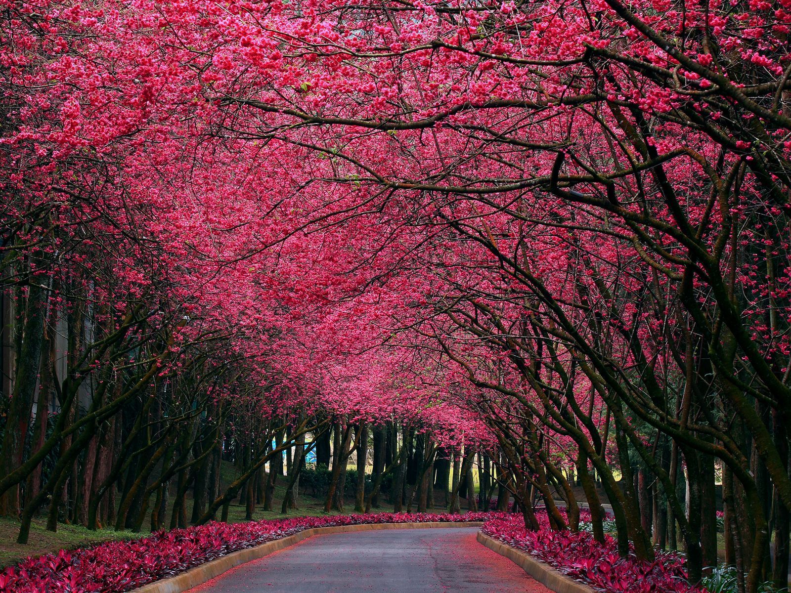 Beautiful Pinkish Nature Wallpapers | Live HD Wallpaper HQ ...