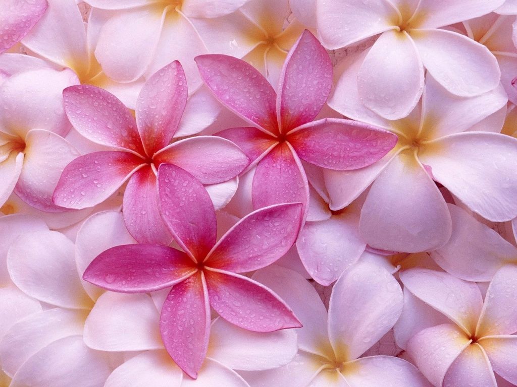 Pink Colors Wallpapers | HD Wallpapers
