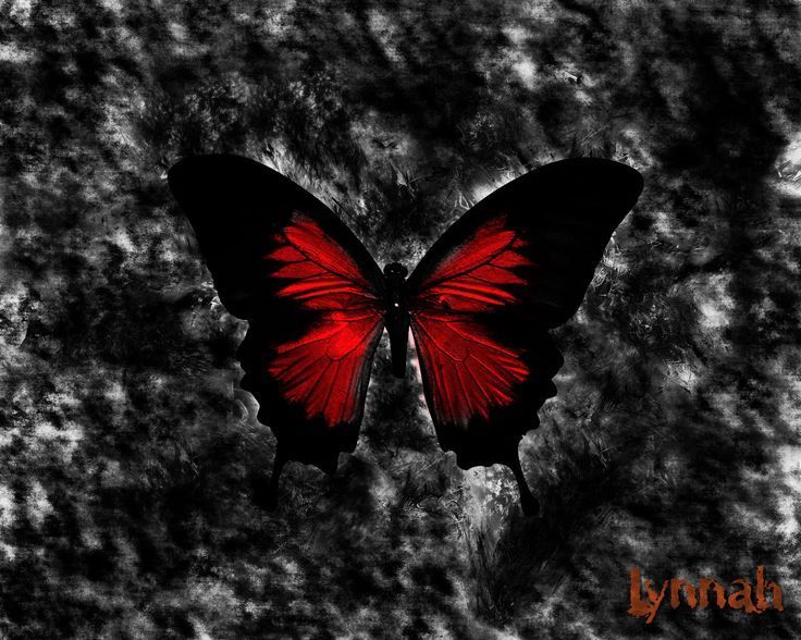 Gothic Butterfly Crimson Butterfly Gothic Wallpaper - Free