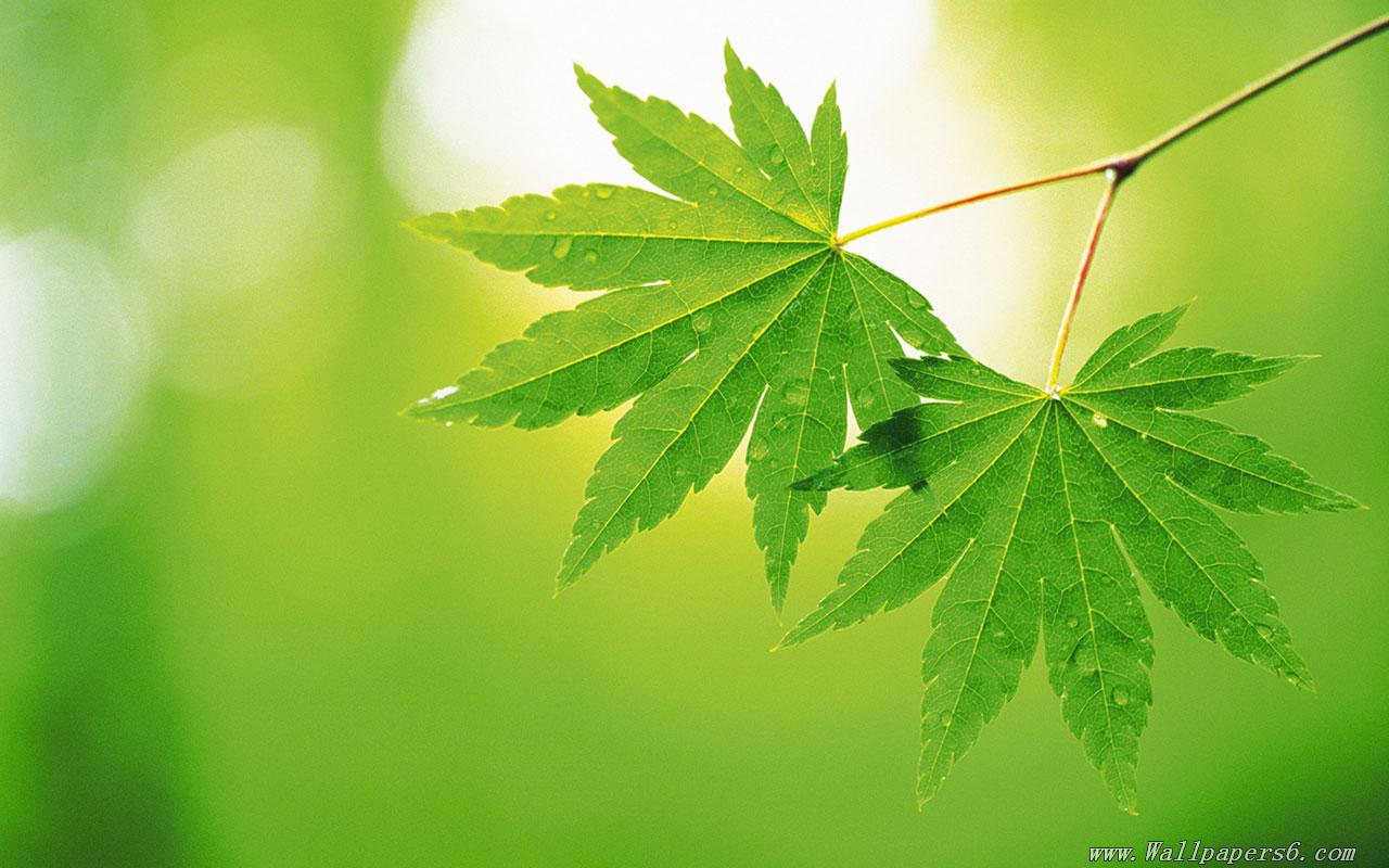 High Resolution Spring Green Leaves 4 － Landscape Wallpapers ...