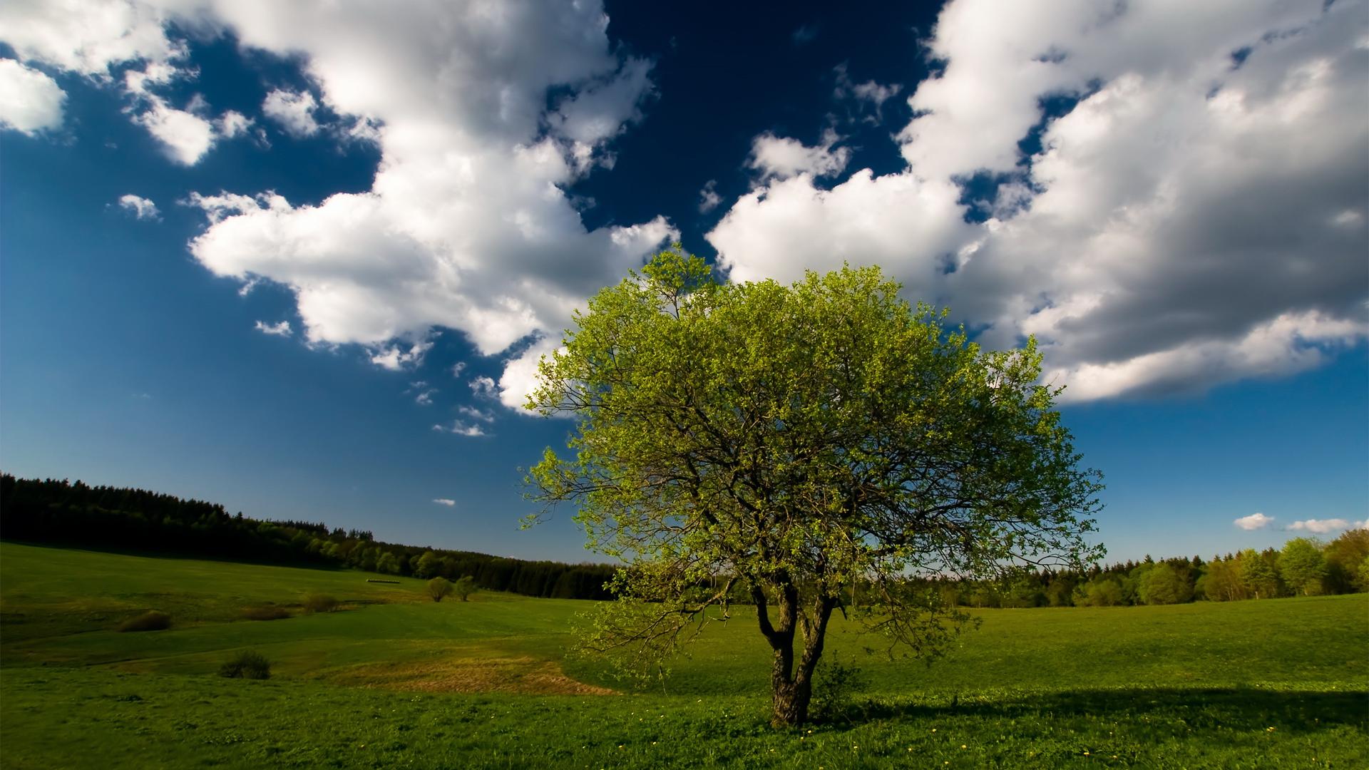 Summer Broad Grassland And Tree Wallpaper Widescreen and HD