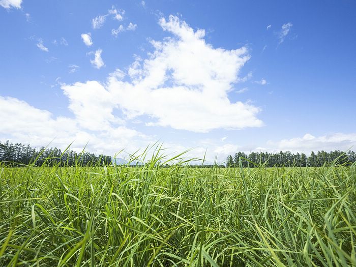 Vast Grassland - Field of Grass and blue sky Wallpaper 3 - Wallcoo.net