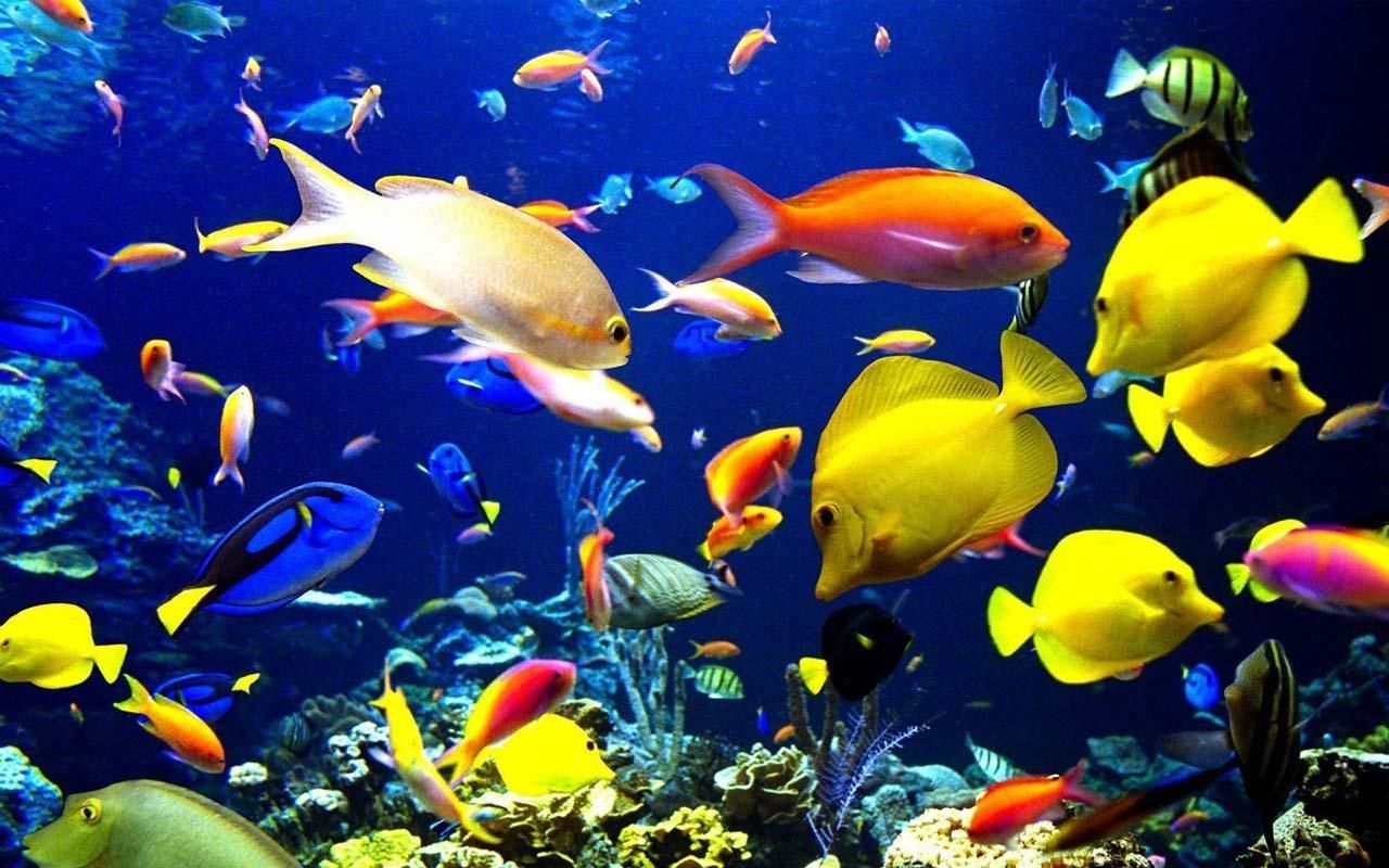 Download Screensaver Aquarium 3d Gratis Image Num 87