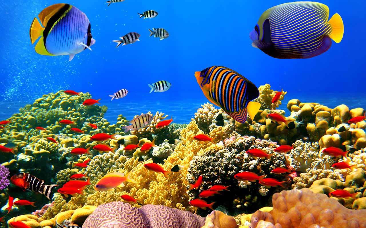 Download Gratis 5d Aquarium Wallpaper Hidup Gratis 5d Aquarium