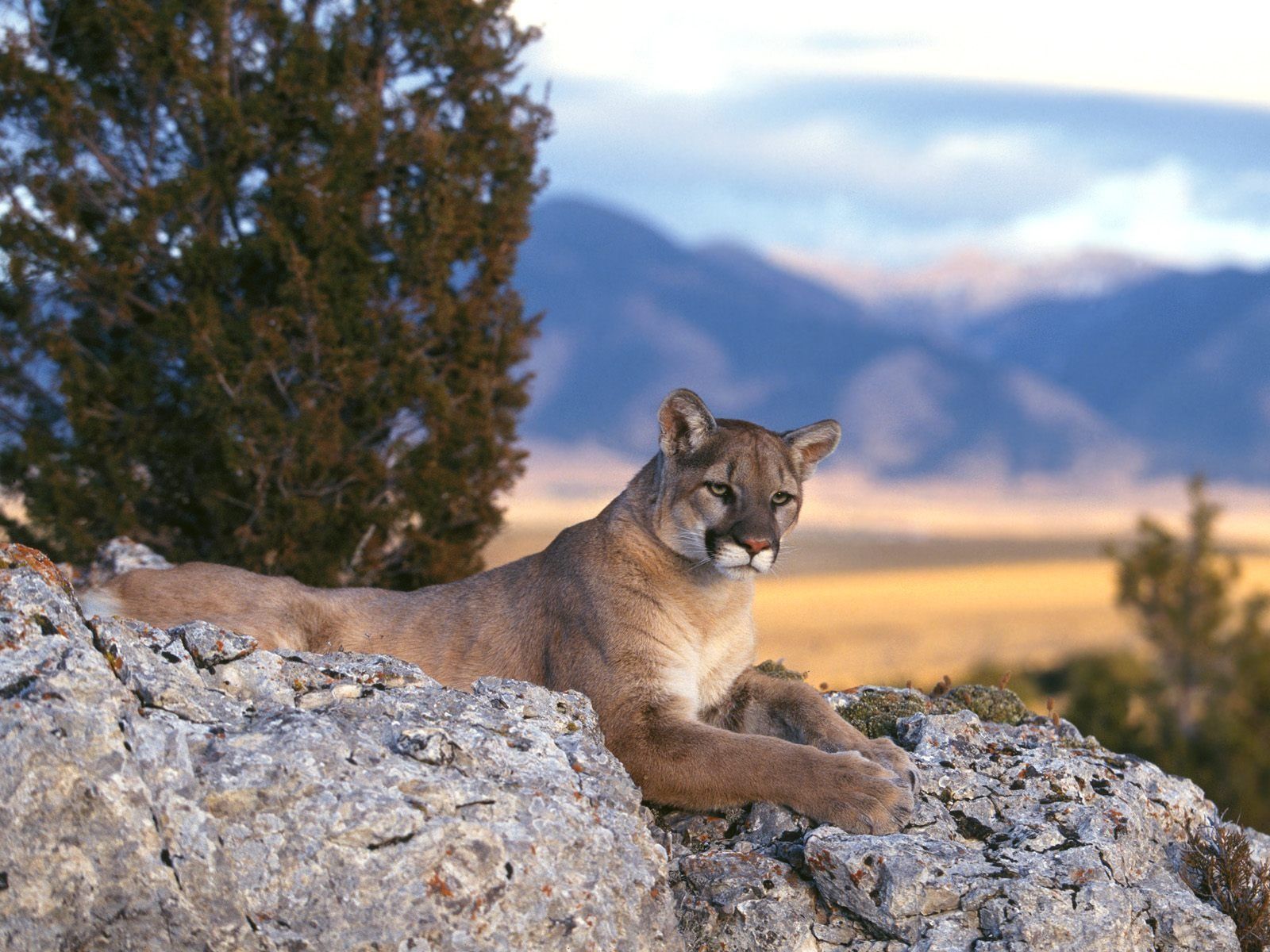 Wallpapers Pictures Photos: In Mountain Lion Pictures