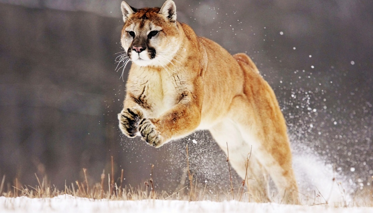 Images Of A Mountain Lion | Wallpapers Records