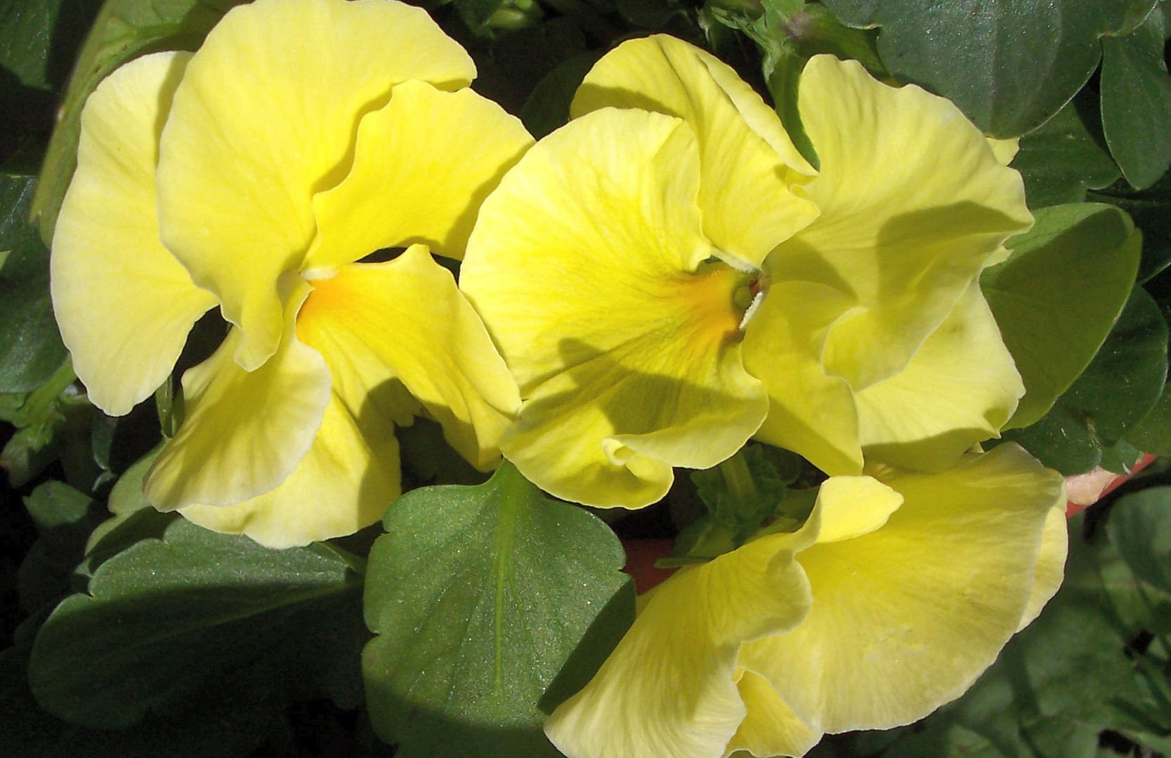 Samsung Galaxy S3 wallpapers Yellow Pansies Pansy Picture