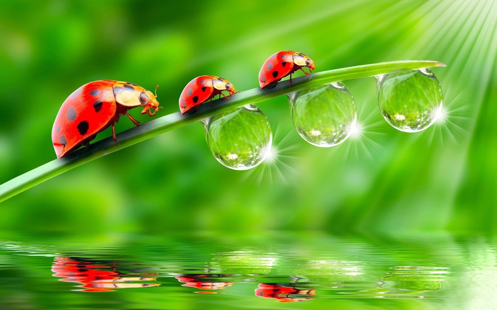 The Your Web: Water Drop Wallpaper - Water Wallpaper Hd - Live ...