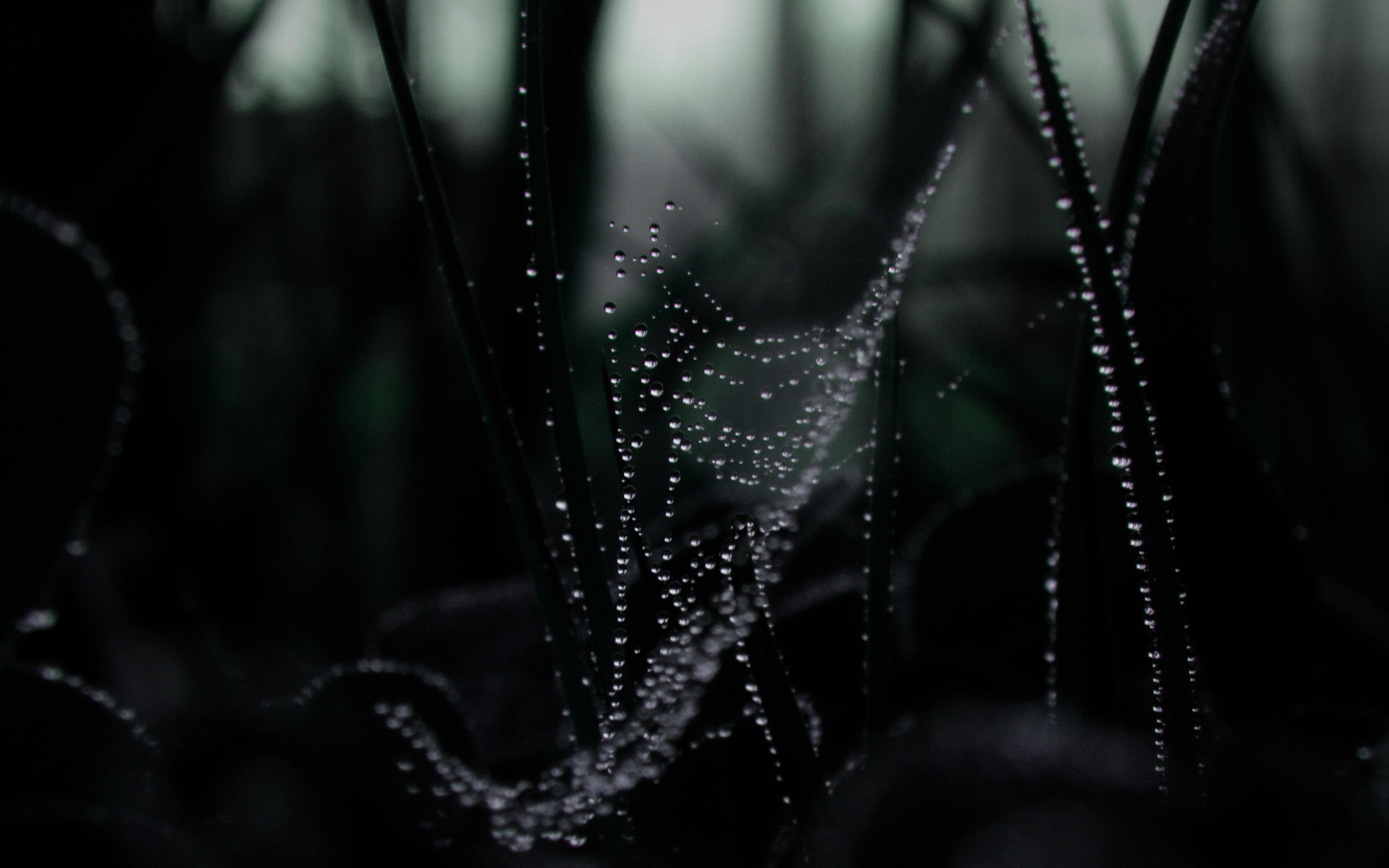 Dew On Spider web Macro Mac Wallpaper Download | Free Mac ...