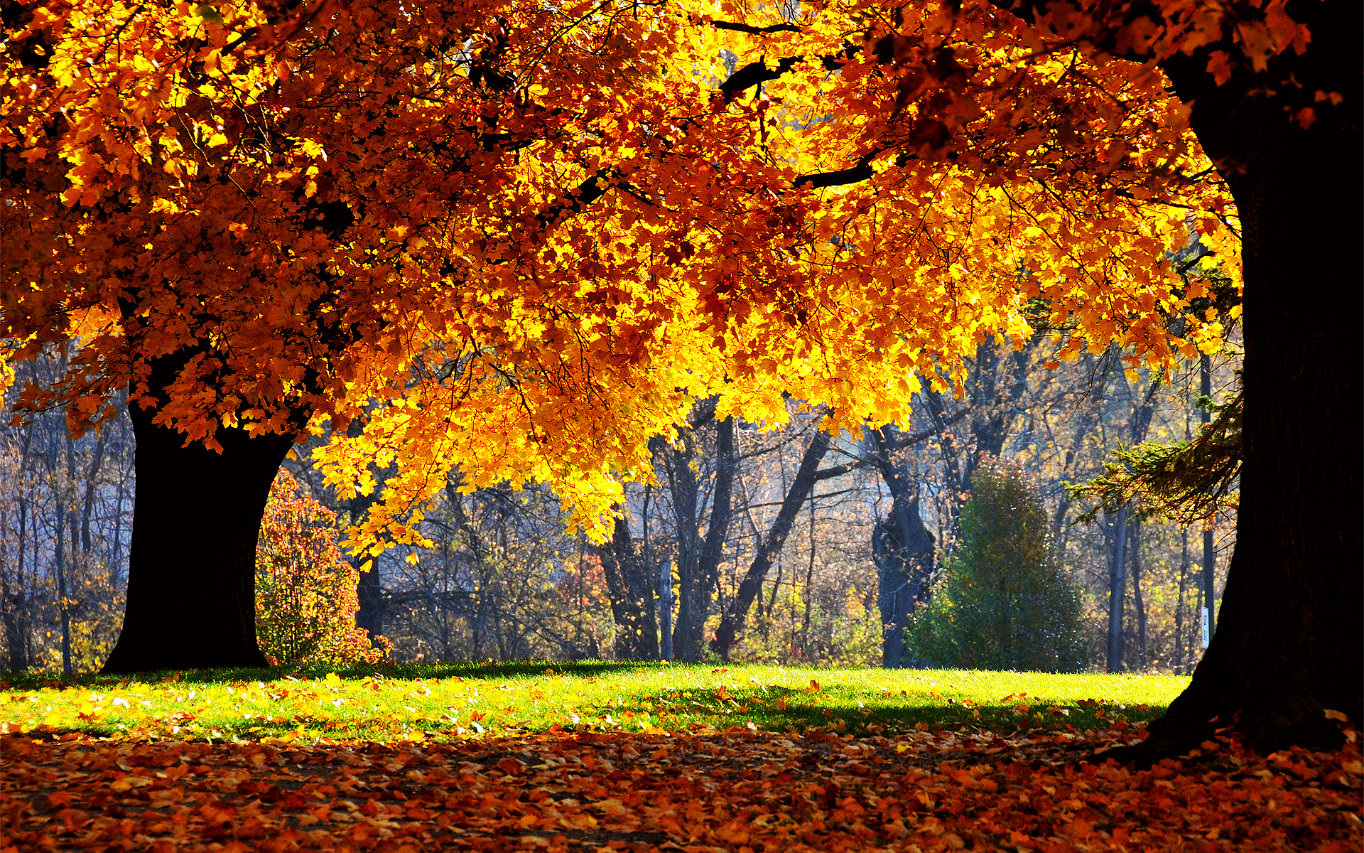 Fall Background Wallpapers 13555 - HD Wallpapers Site