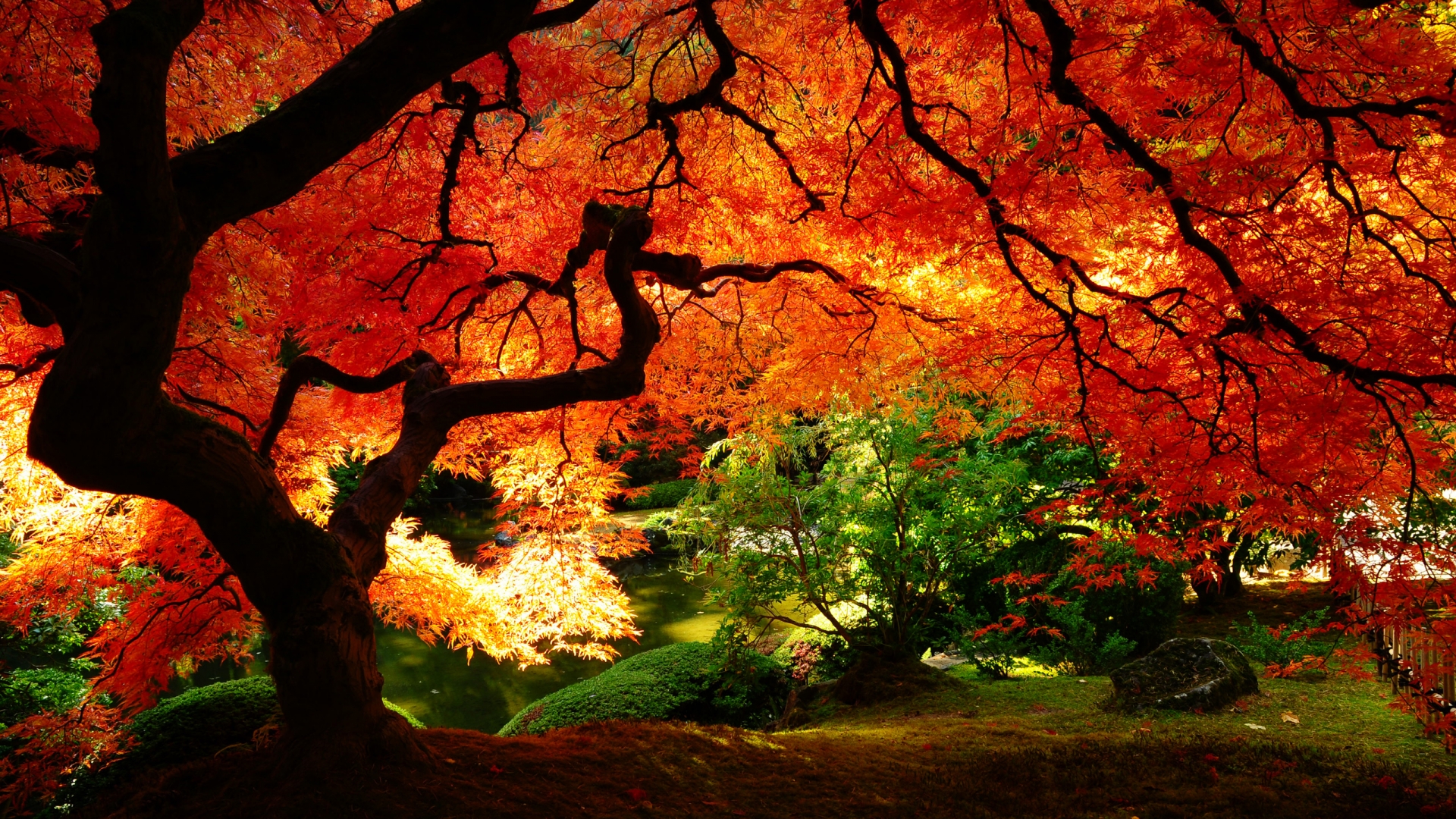 Autumn Fall Background #6976707