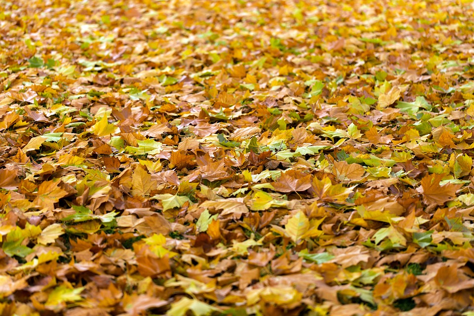 Free stock photo: Autumn, Leaves, Fall, Background - Free Image on ...