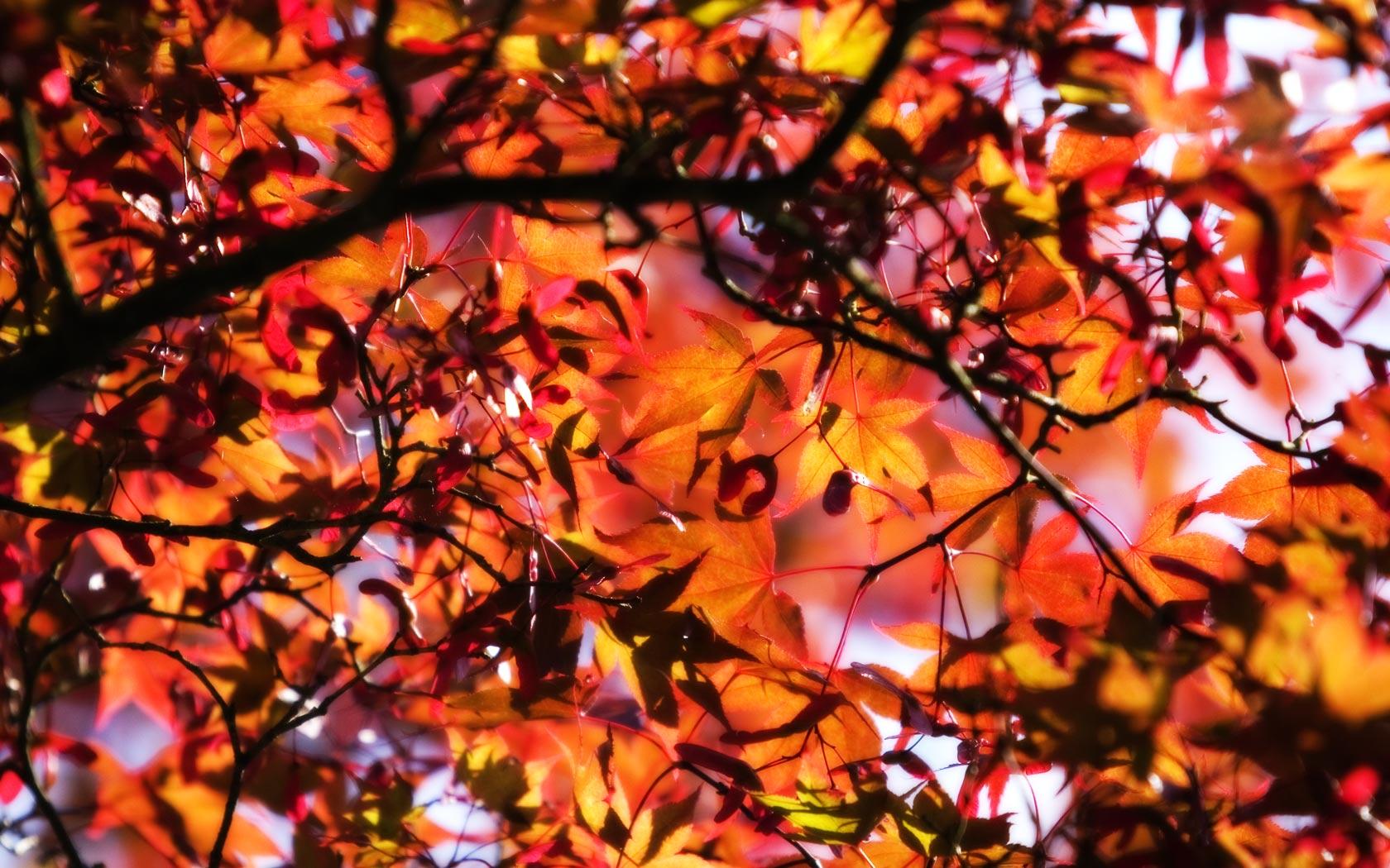 Free Fall Leaves Background 20809 1680×1050 Px | HD Wallpapers Range