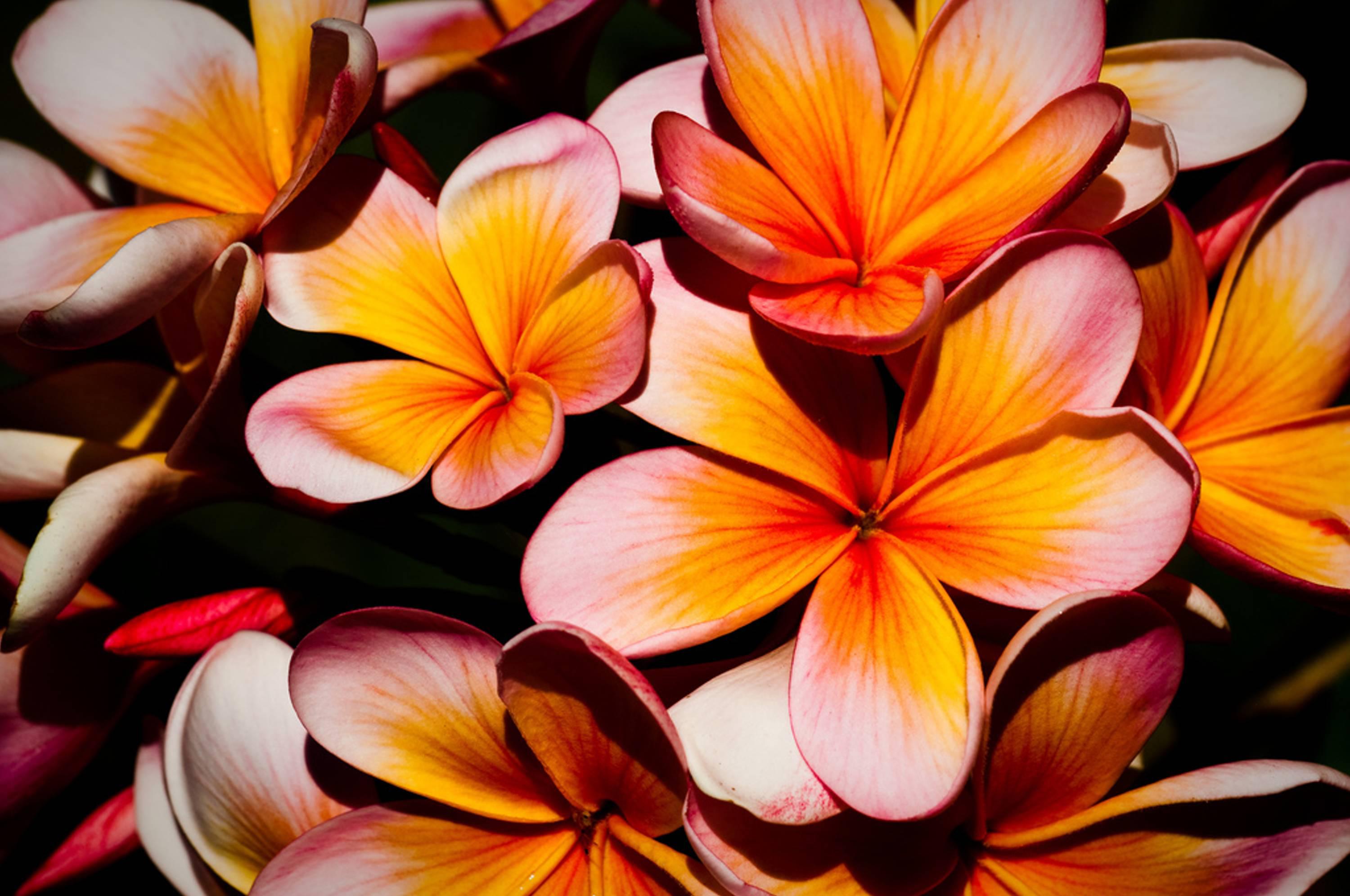 Plumeria frangipani tropical flowers - - High Quality and other