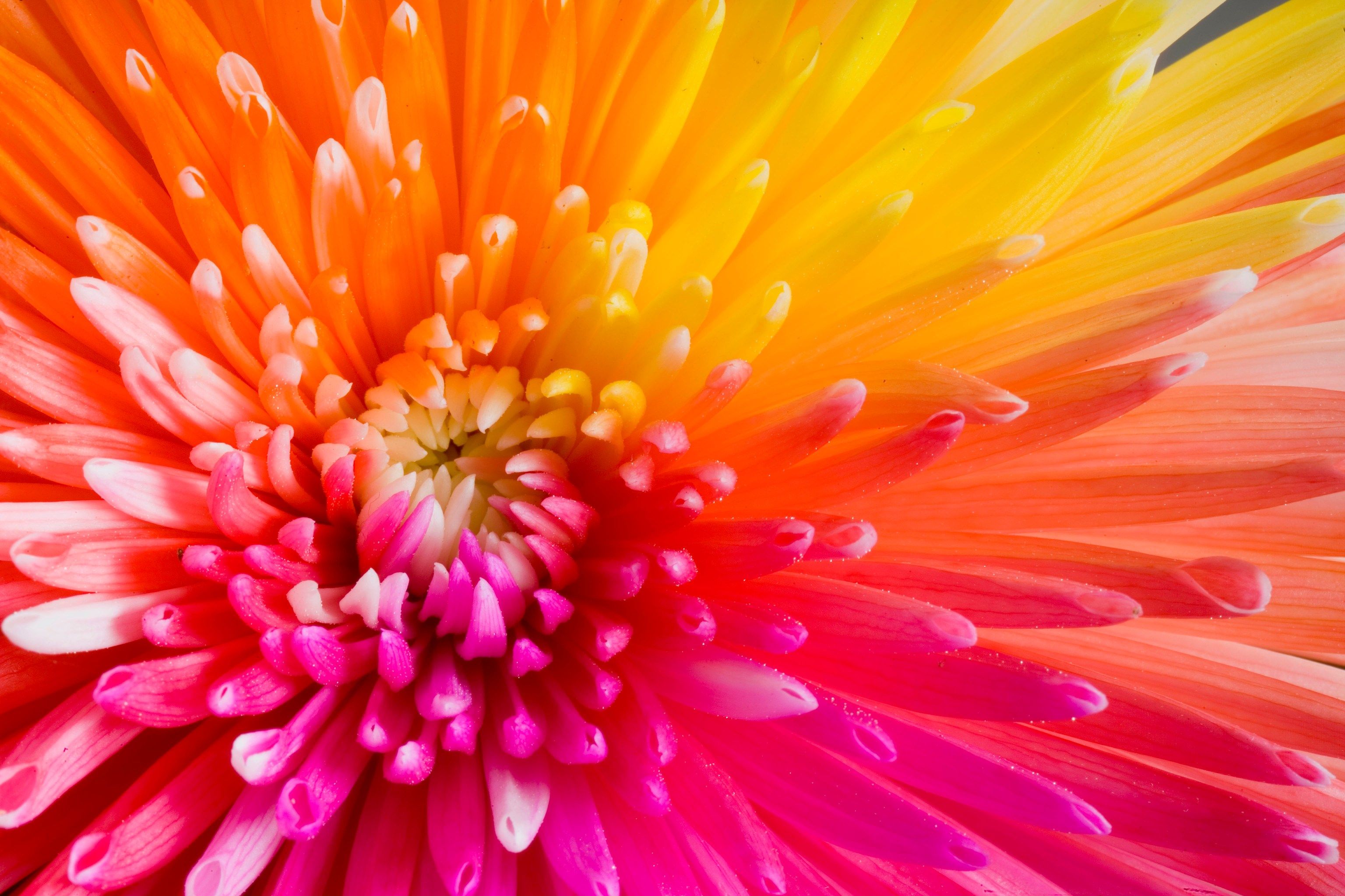 colourful flowers images and wallpapers Download