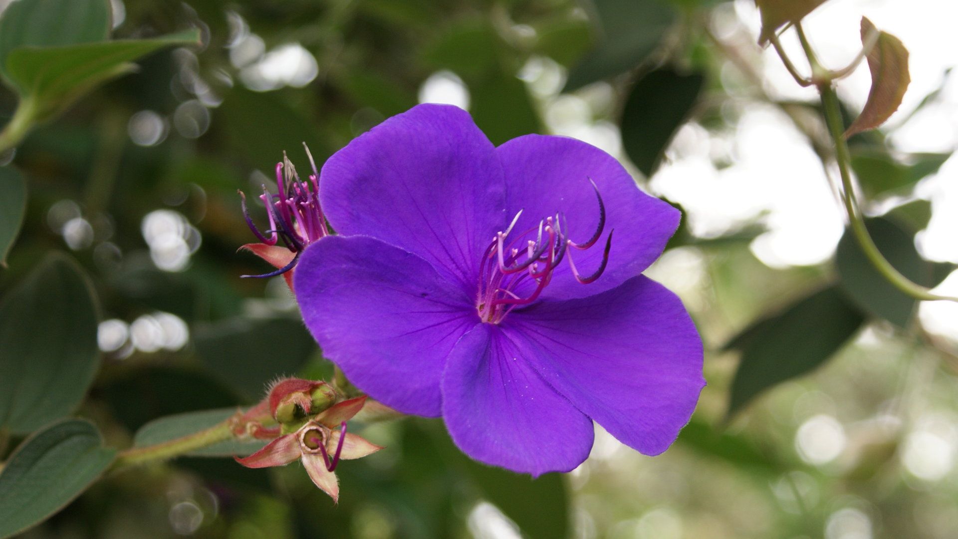 blue_tropical_flower-dsc08643-hdtv.jpg