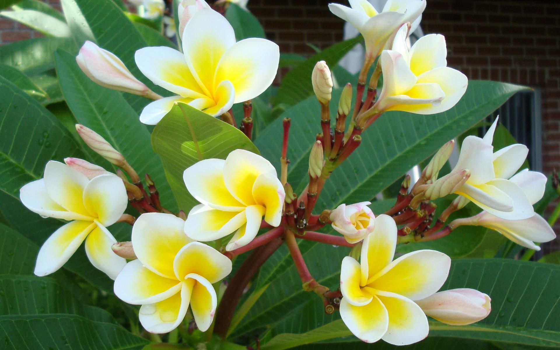 Beautiful Yellow White Tropical Flowers.. >> HD Wallpaper, get it now!