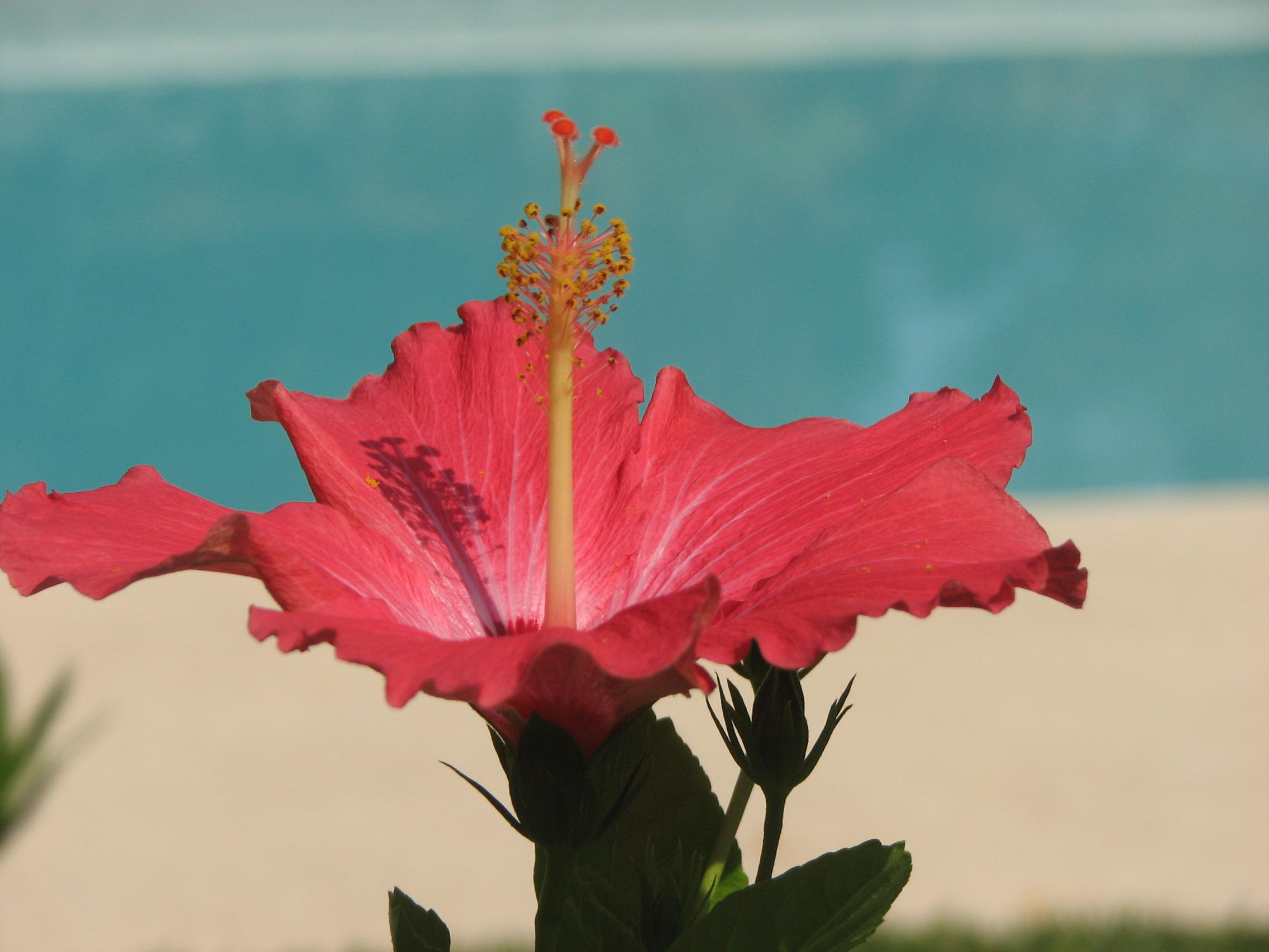 Red hibiscus tropical flower by pool - (#106220) - High Quality ...