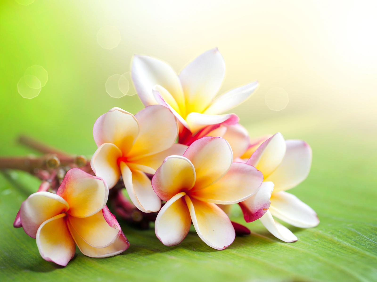 30 Tropical Hawaiian Flowers | Flower Meanings, Pictures and Photos