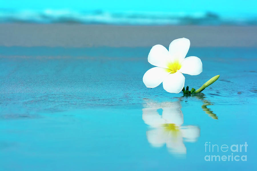 Beach Flower Wallpaper - Bing images