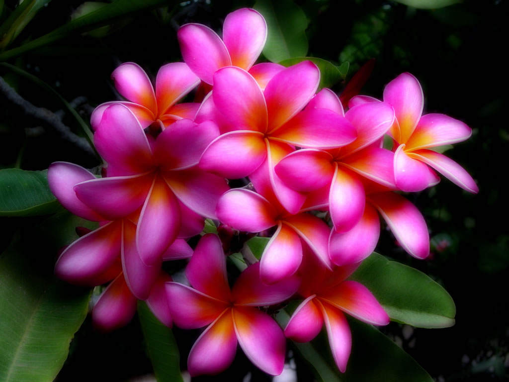 Hawaii Flowers Wallpaper - Flowers : Tree of Life #j0NjVGmNLq