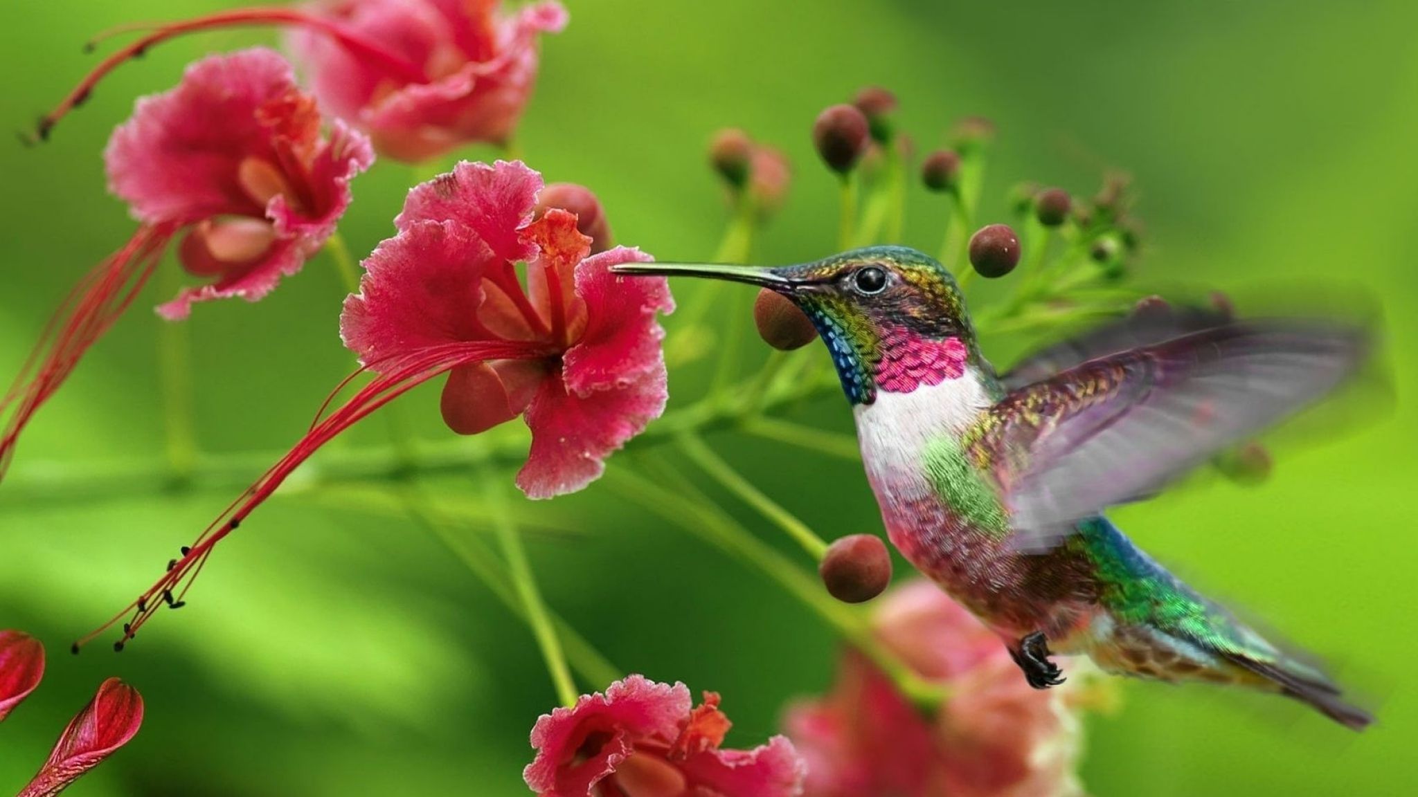 Download Wallpaper 2048x1152 Hummingbirds, Exotic flower, Swing HD ...
