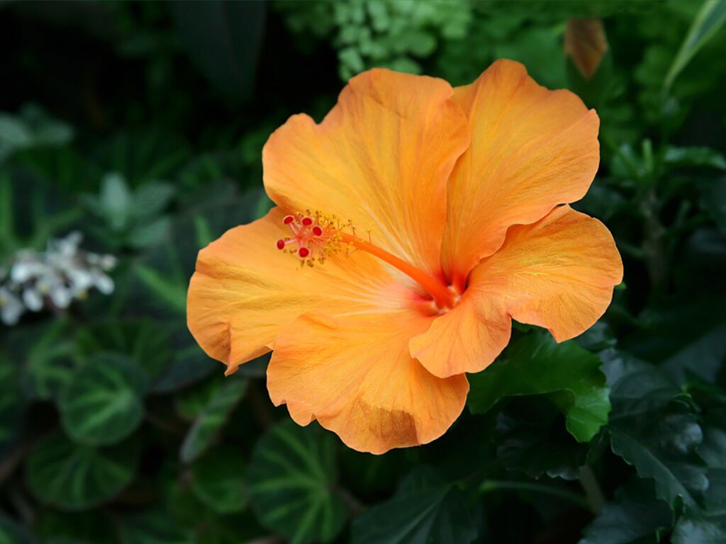 hibiscus flower images and wallpapers Download