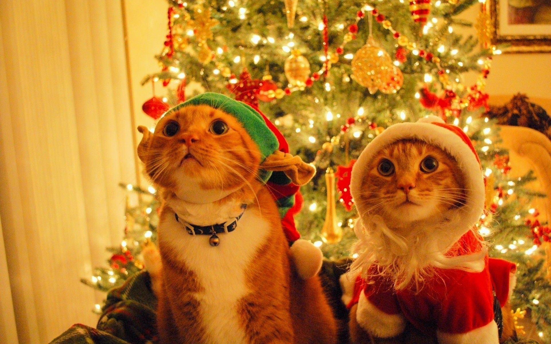 Two Cats Merry Christmas Wallpaper Free Downlo Wallpaper