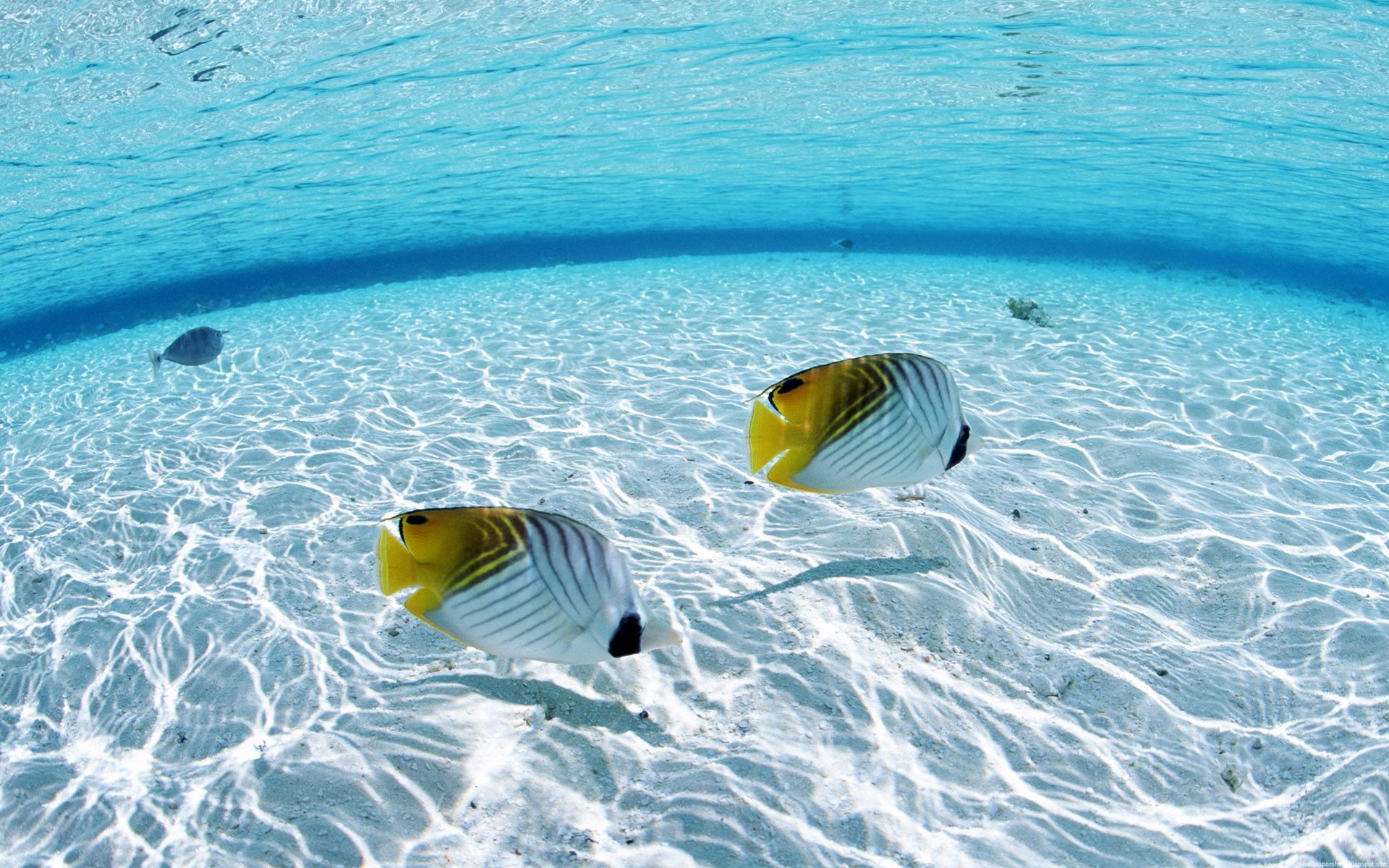 Deep Water Gold Fish Beach HD Desktop Wallpaper #3645 | HD ...