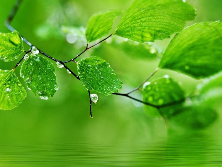 Green nature HD Wallpaper For PC Computer Free Download | Ideas ...