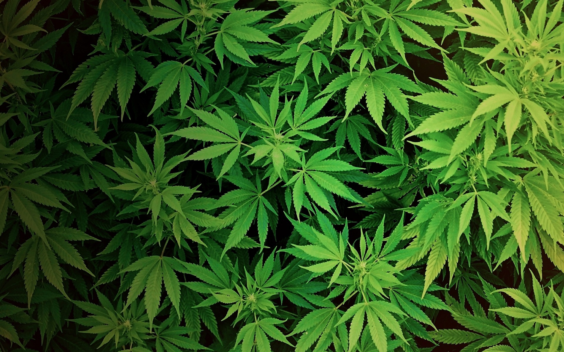Marijuana weed 420 ganja r wallpaper | 1920x1200 | 171583 ...