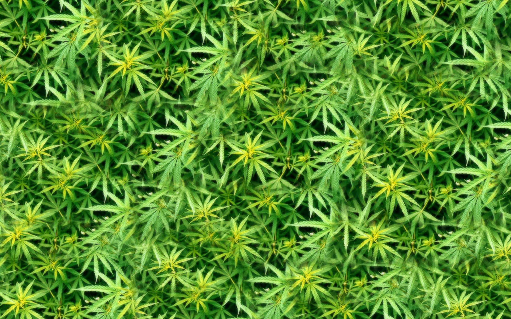 Marijuana weed 420 ganja y wallpaper 1680x1050 171573