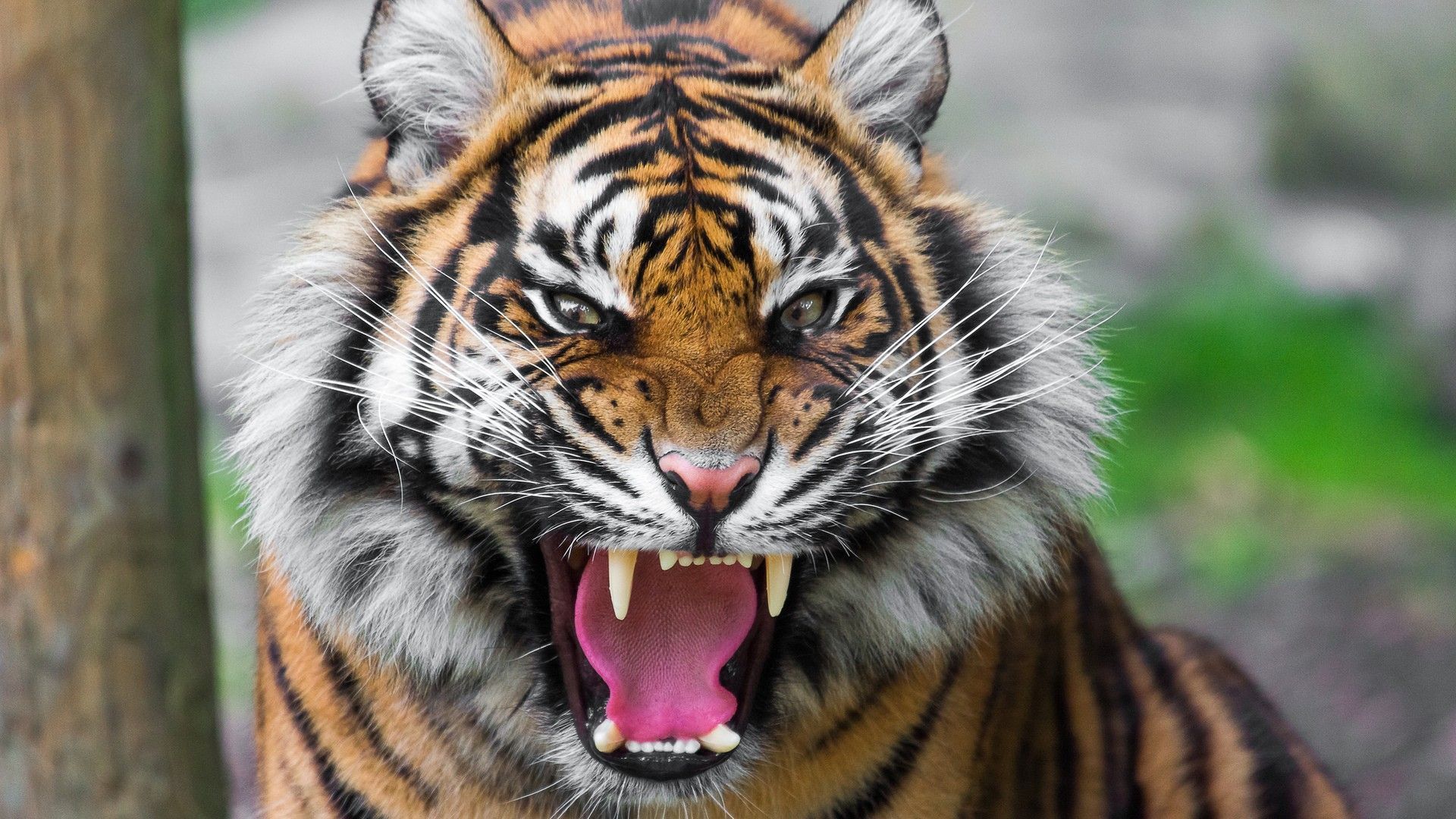 Premium AI Image | The tiger wallpapers hd wallpapers