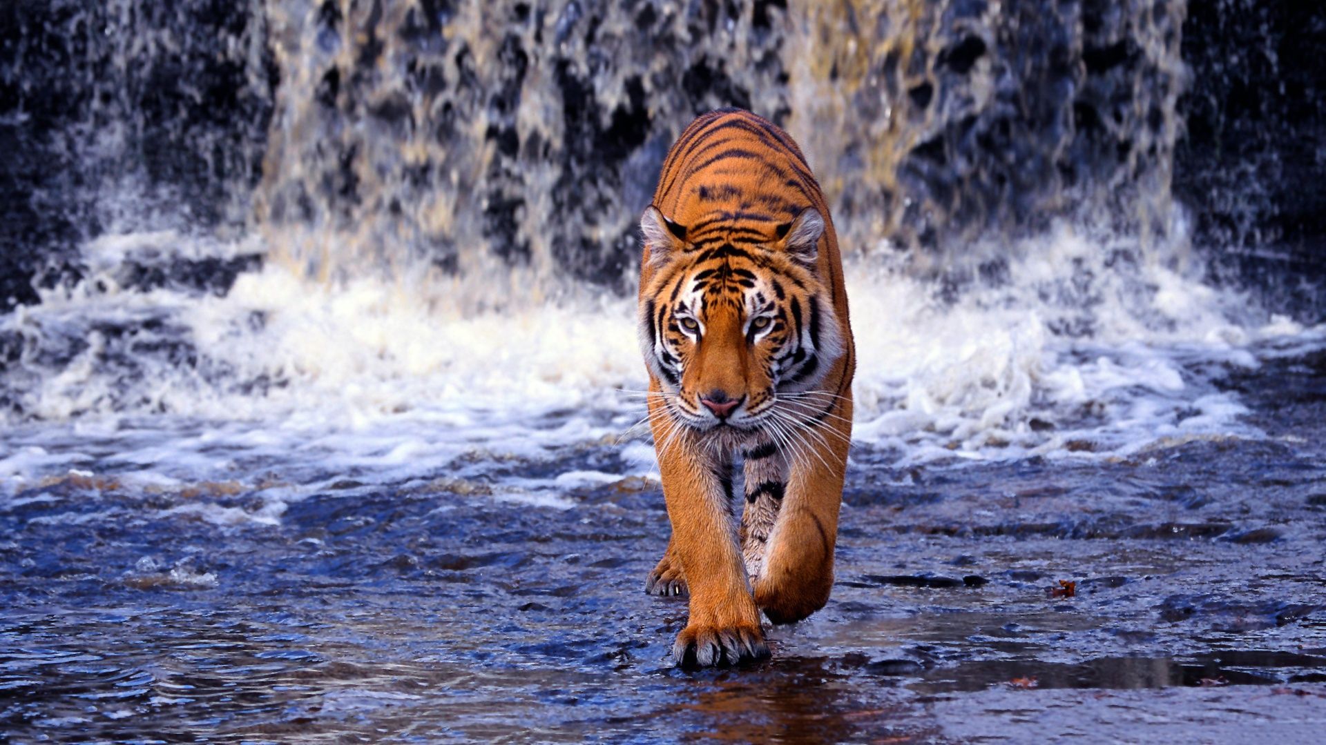 Tiger HD Wallpapers 1920x1080 Group (92+)