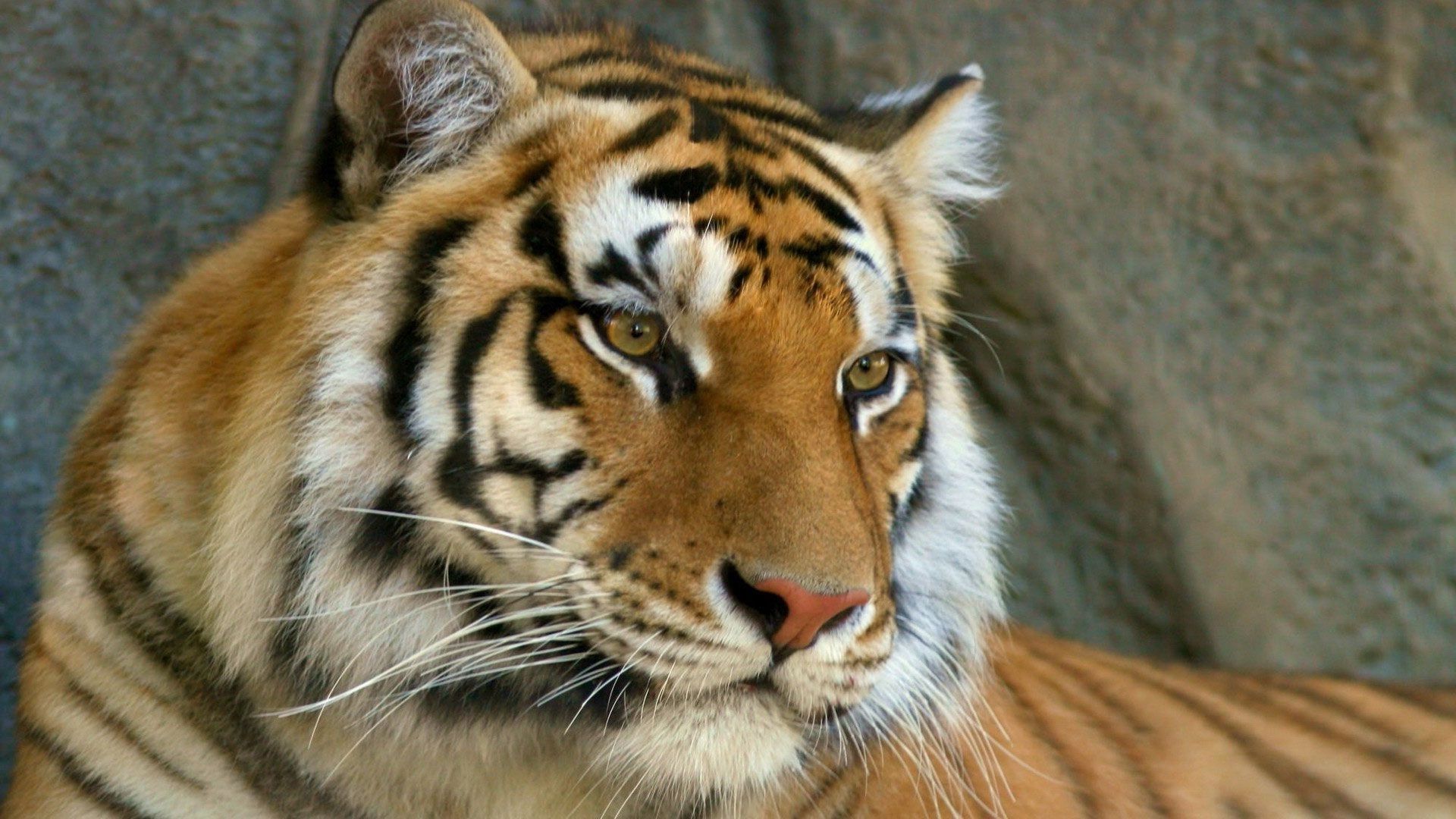 Top 1920x1080 Tiger Face Stone Images for Pinterest