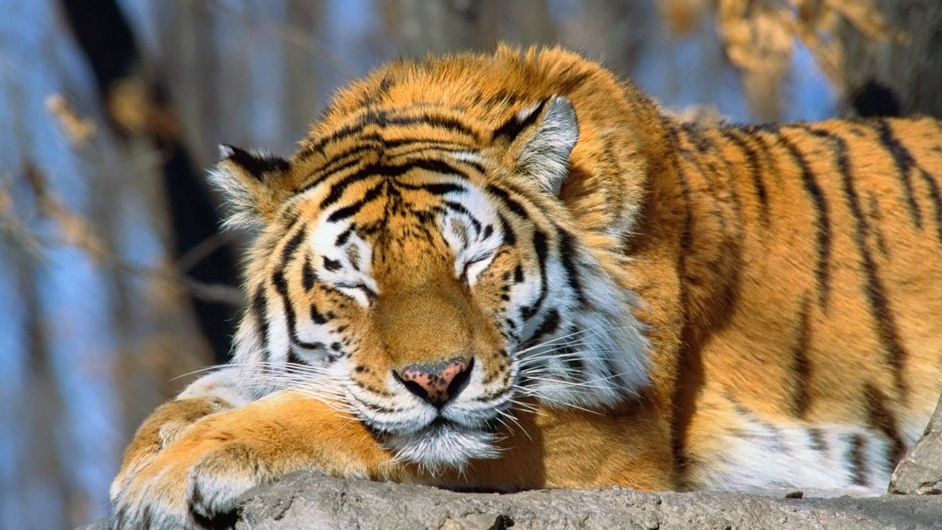 Sleeping Tiger 1920x1080 Wallpapers,Tiger 1920x1080 Wallpapers