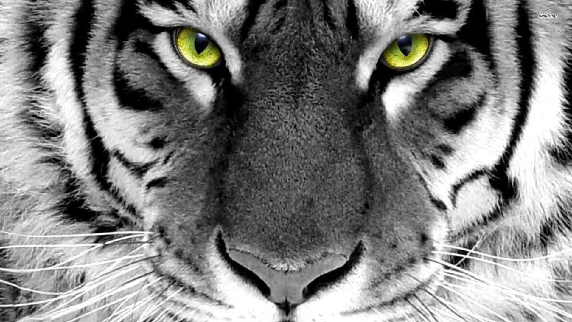 Tiger HD Animal Wallpapers Wallpapers.Smajliji.com