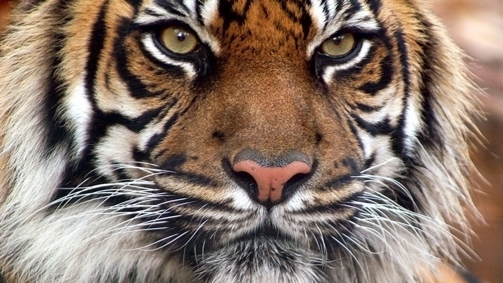 HD Quality Tiger Bengal Face Wallpaper - SiWallpaper 20557