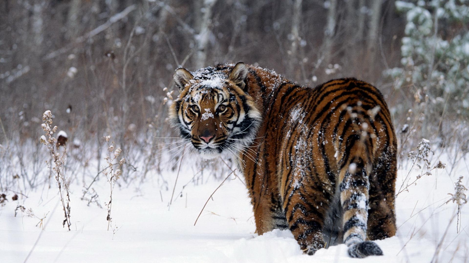 Snow Tiger HD Wallpaper | 1920x1080 | ID:40881
