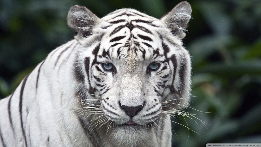 White Tiger HD desktop wallpaper : Widescreen : High Definition ...