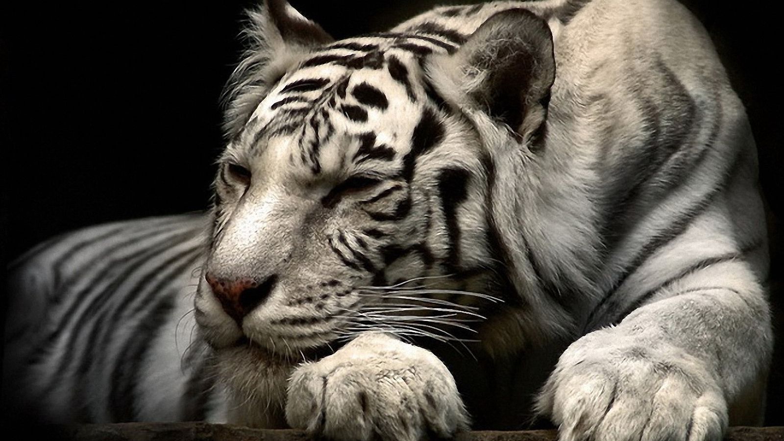 Siberian White Tiger Exclusive HD Wallpapers #2044