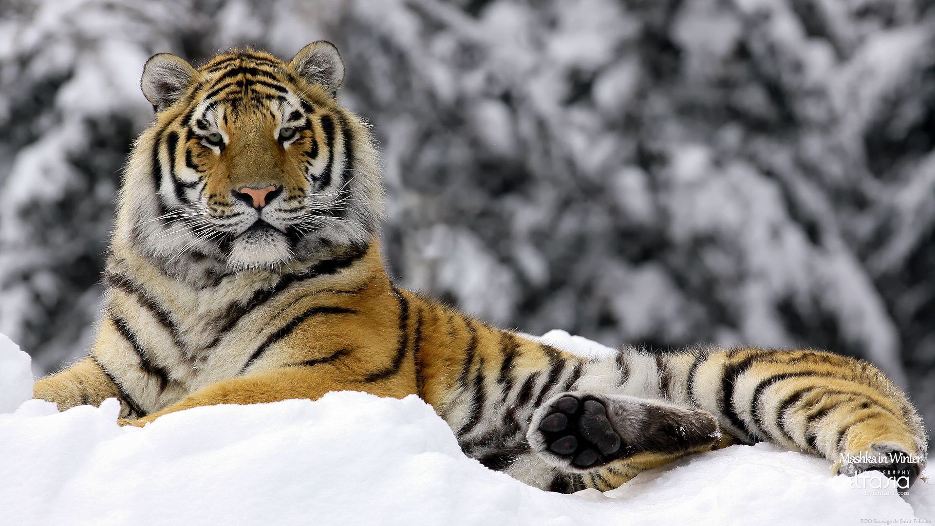 Tiger in Winter Wallpapers | HD Wallpapers
