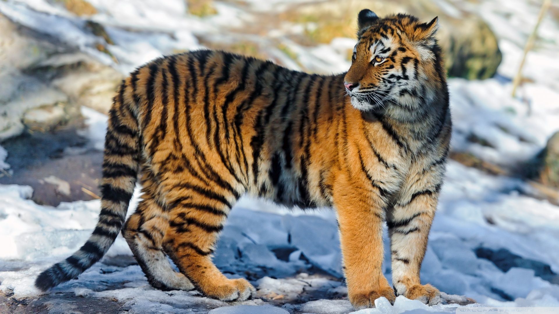 Snow Tiger HD Wallpapers | HD Wallpapers