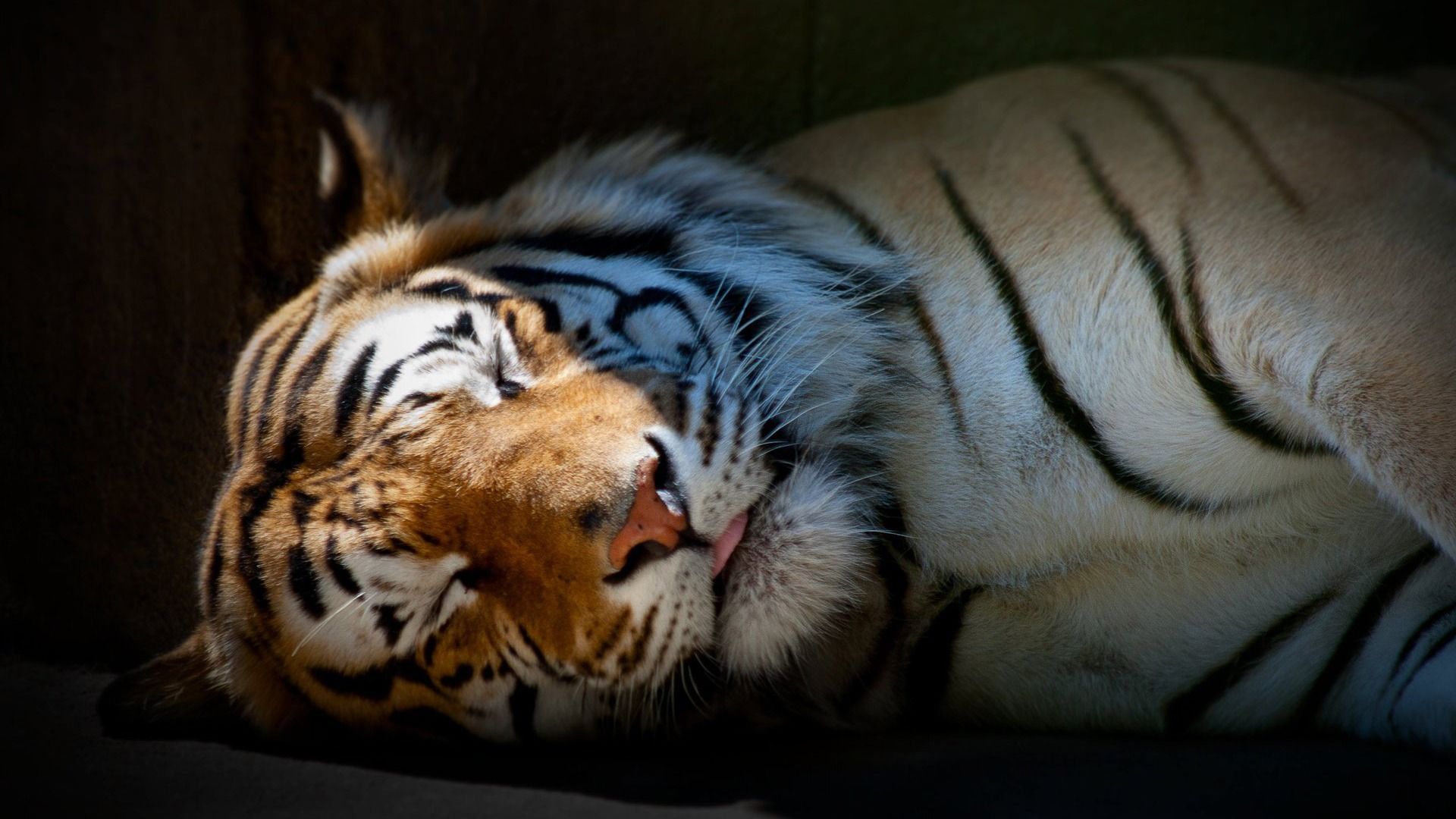 HD Quality Tiger Cute Sleeping Tiger Wallpaper - SiWallpaper 20575