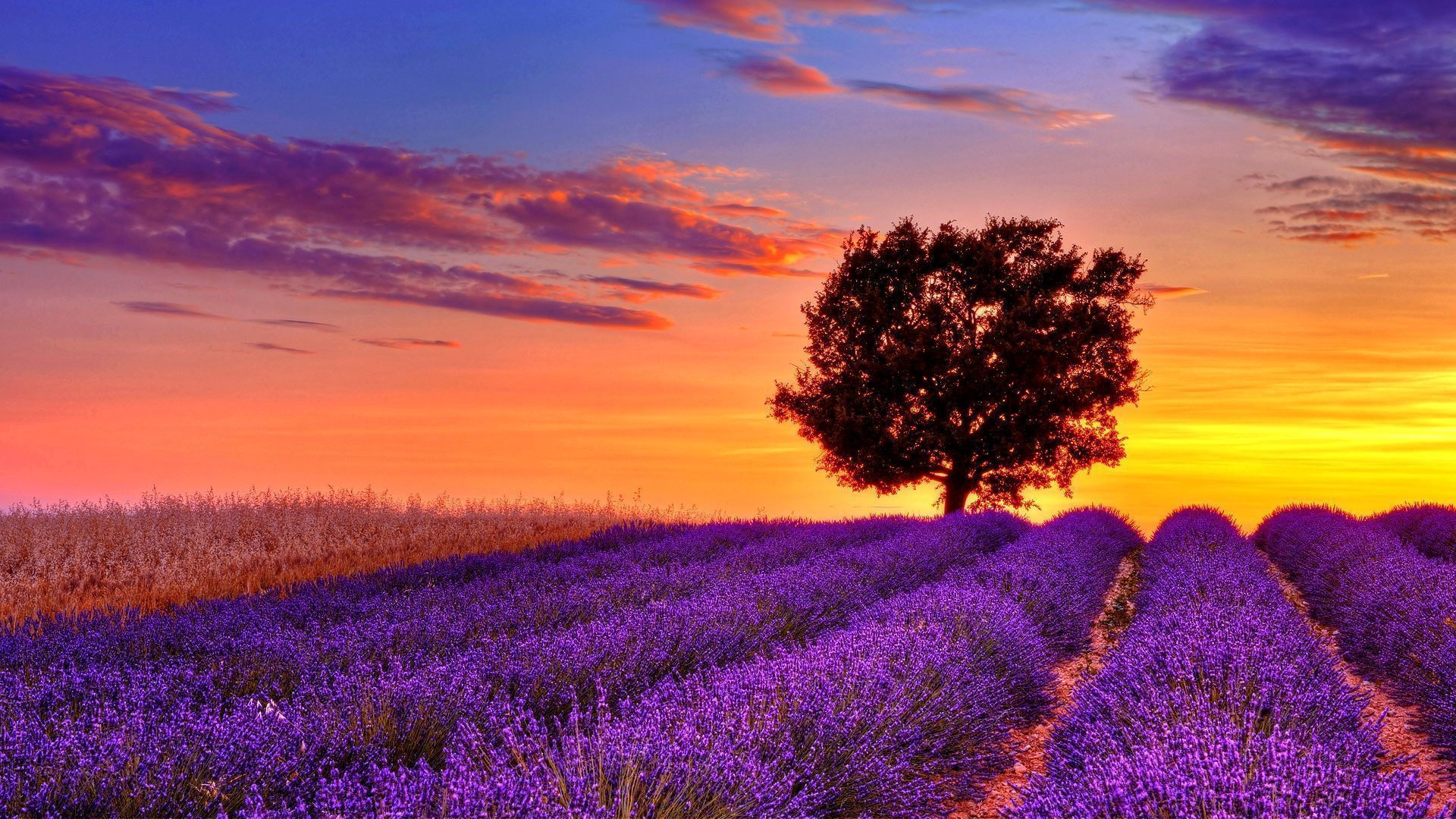 Sunset Field HD Wallpapers | Sunset Field Images | Cool Wallpapers