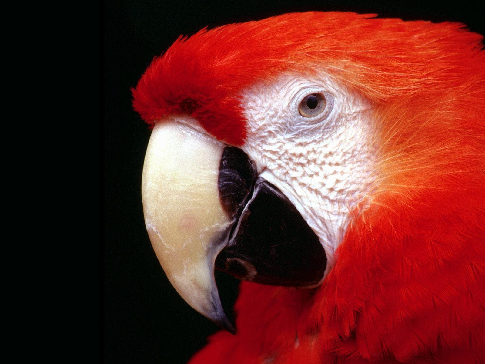 Parrot High Resolution Wallpapers | HD Wallpapers