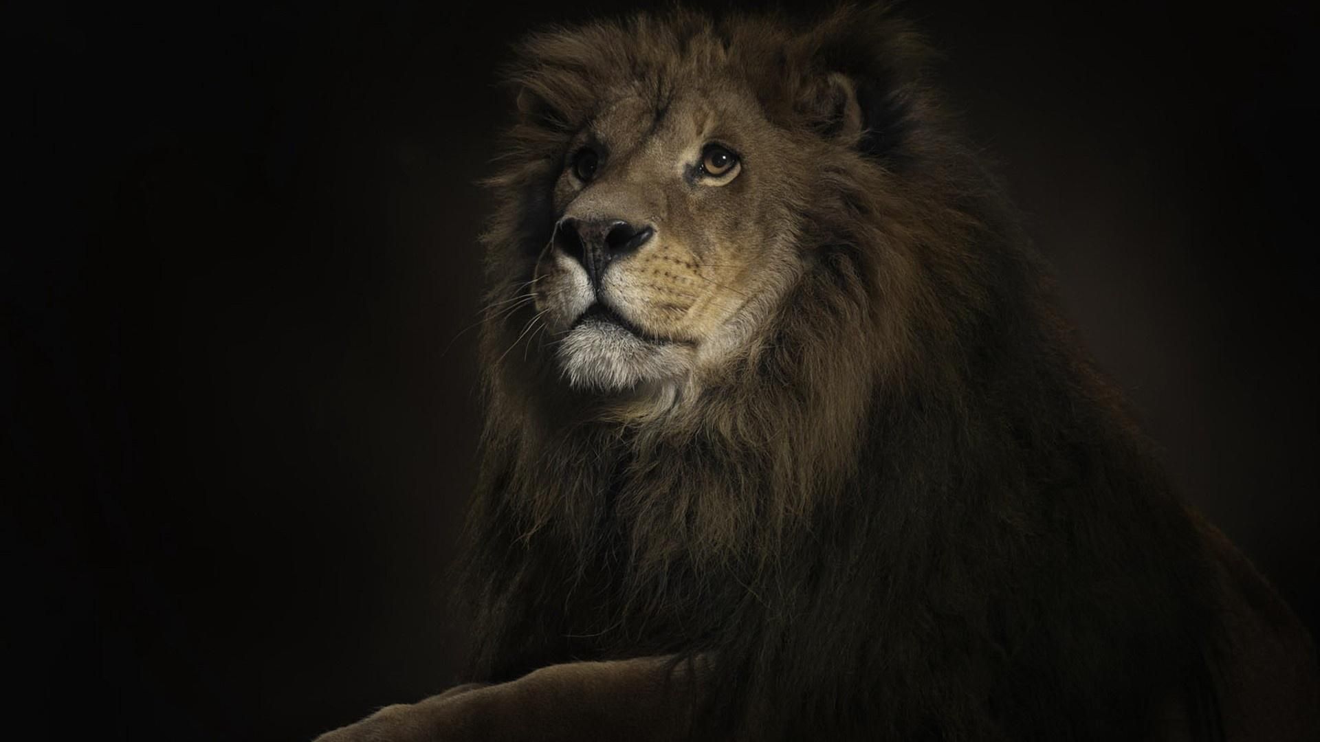 Lion Wallpapers Best Backgrounds