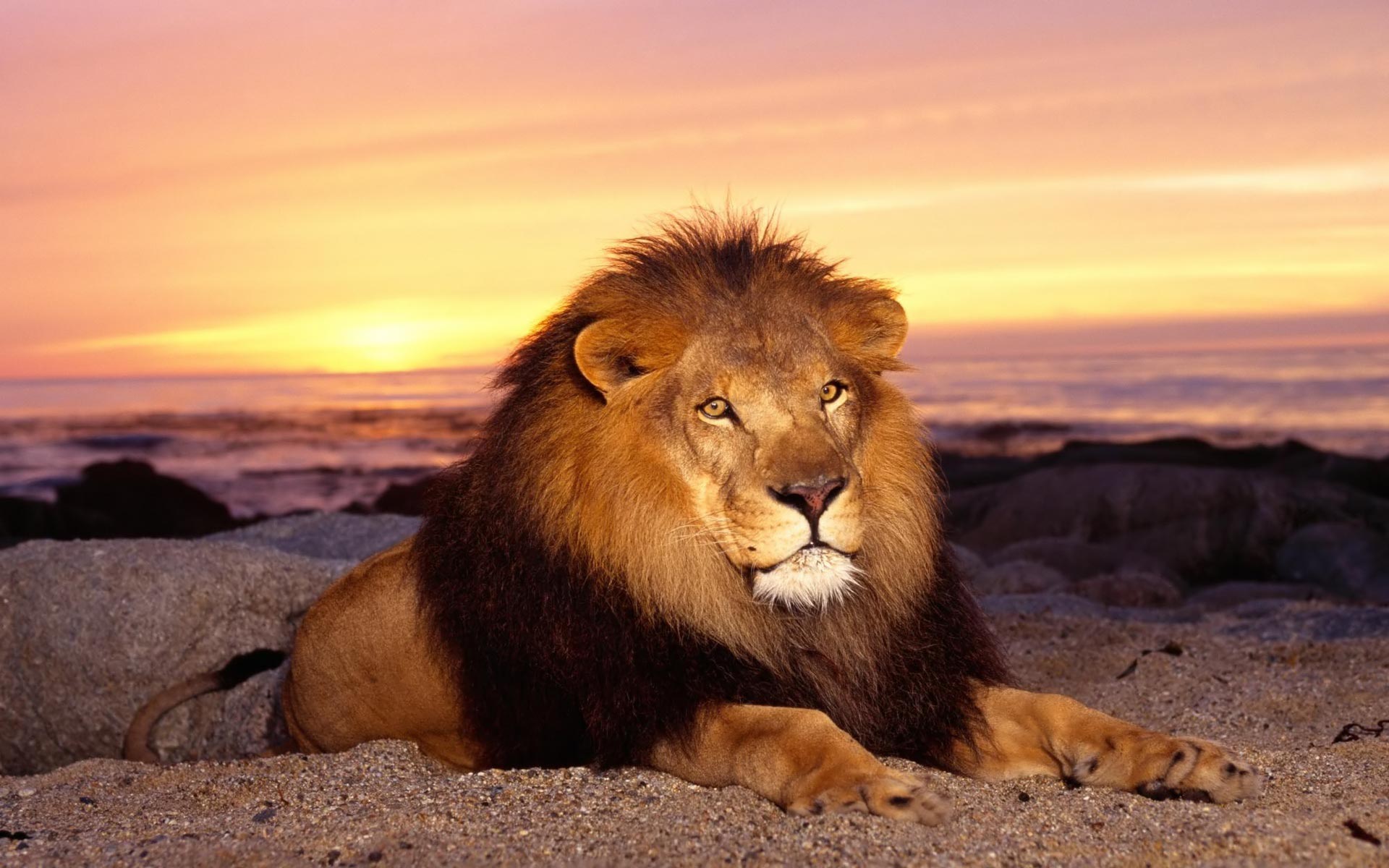 Roaring lion photo