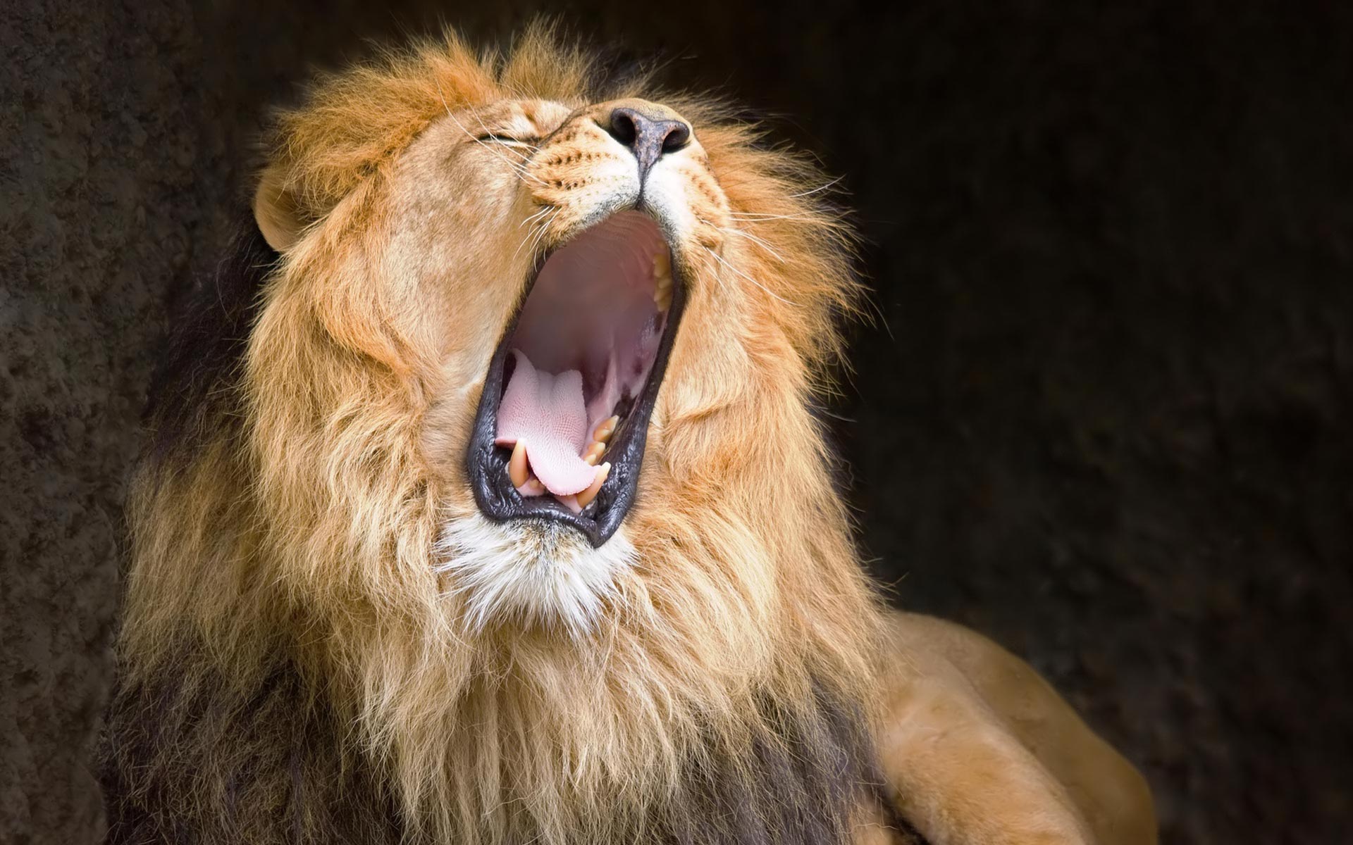 roaring-lion-photo